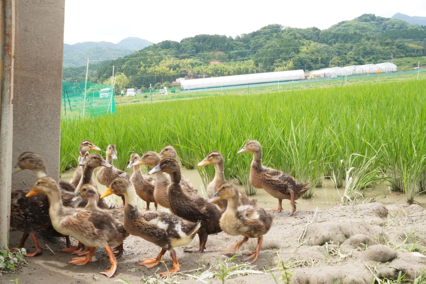 【新米入荷しました】井関農園のアイガモ米【有機JAS認証】(令和7年産米)