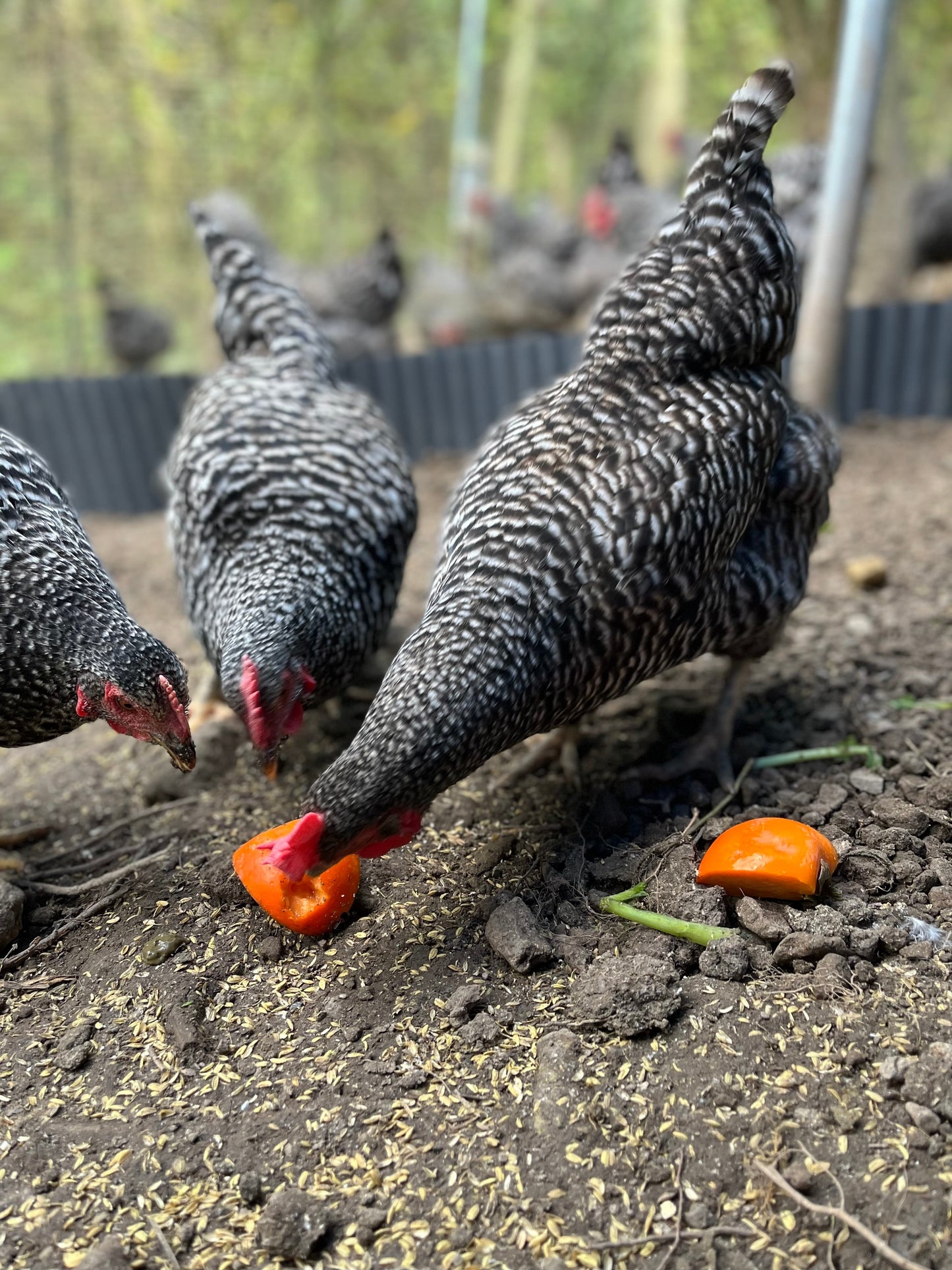 放牧飼いピーちゃんの卵