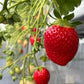 イチゴジャム【PREMIUM STRAWBERRY JAM】