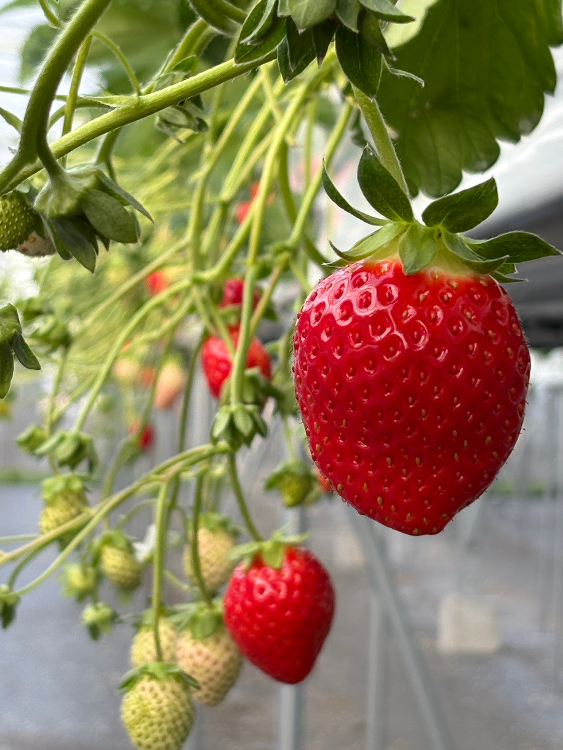イチゴジャム【PREMIUM STRAWBERRY JAM】