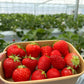 イチゴジャム【PREMIUM STRAWBERRY JAM】