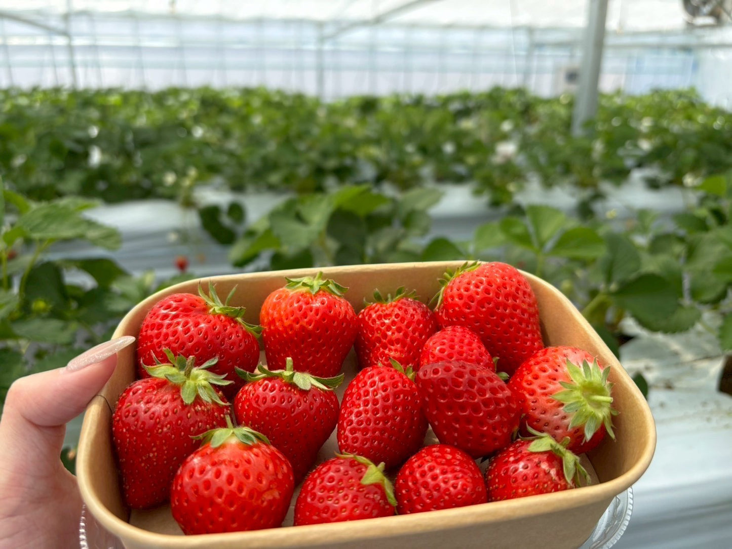 イチゴジャム【PREMIUM STRAWBERRY JAM】